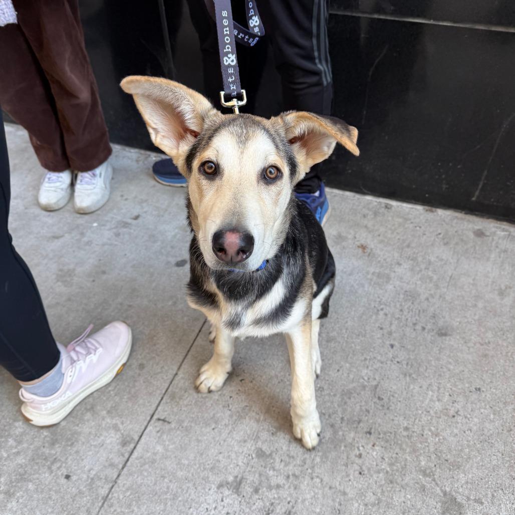 Bonnet, a Adoptable mixed breed in Brooklyn, NY image 3/6