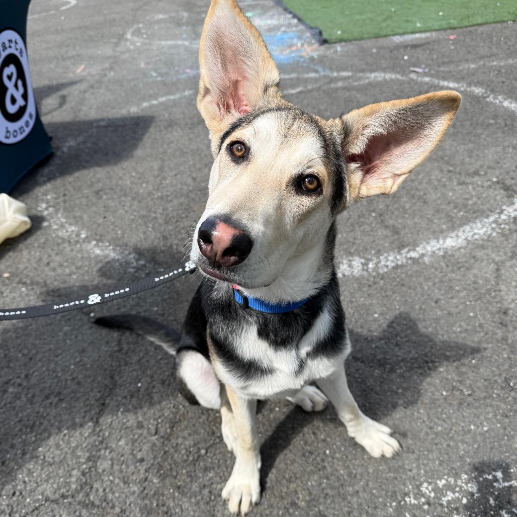 Bonnet, a Adoptable mixed breed in Brooklyn, NY image 5/6