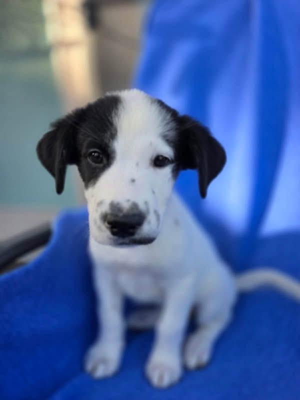 Enlarge Panda, a Adopted mixed breed in Orland Park, IL image 1/4