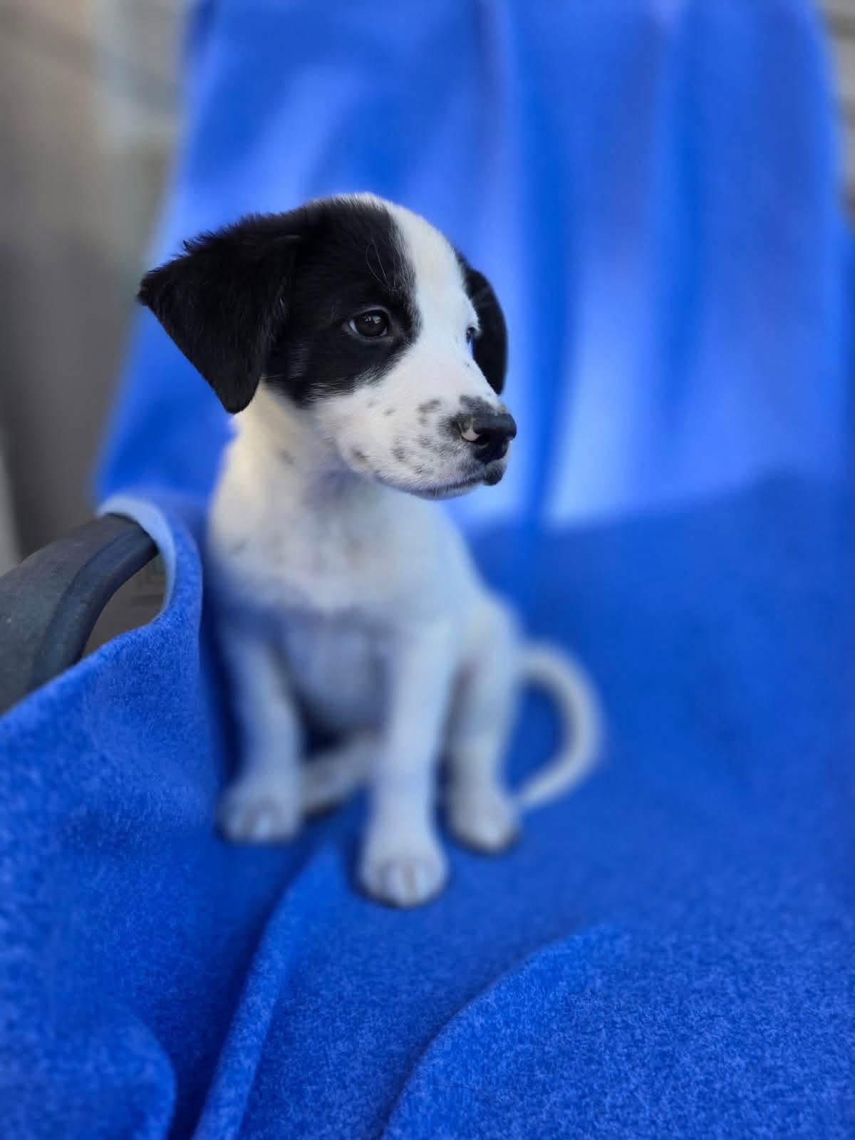 Enlarge Panda, a Adopted mixed breed in Orland Park, IL image 2/4