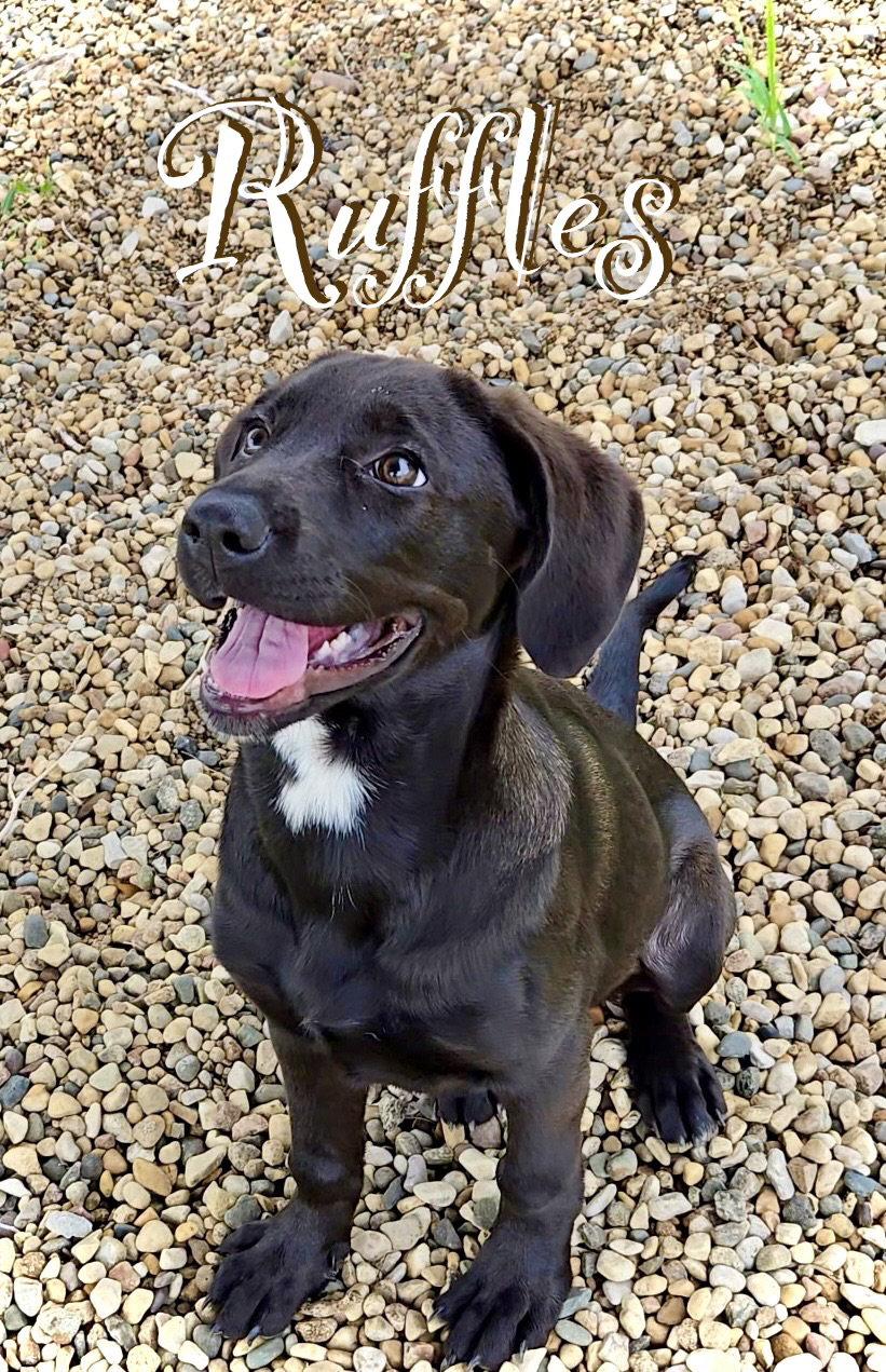 Ruffles, Adopted, Puppy Female Labrador Retriever.