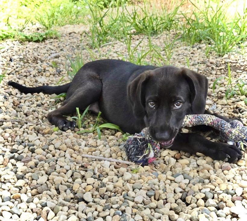 Ruffles, a Adopted Labrador Retriever in Estherville, IA image 2/3