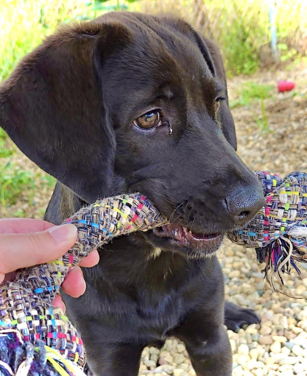 Ruffles, a Adopted Labrador Retriever in Estherville, IA image 3/3