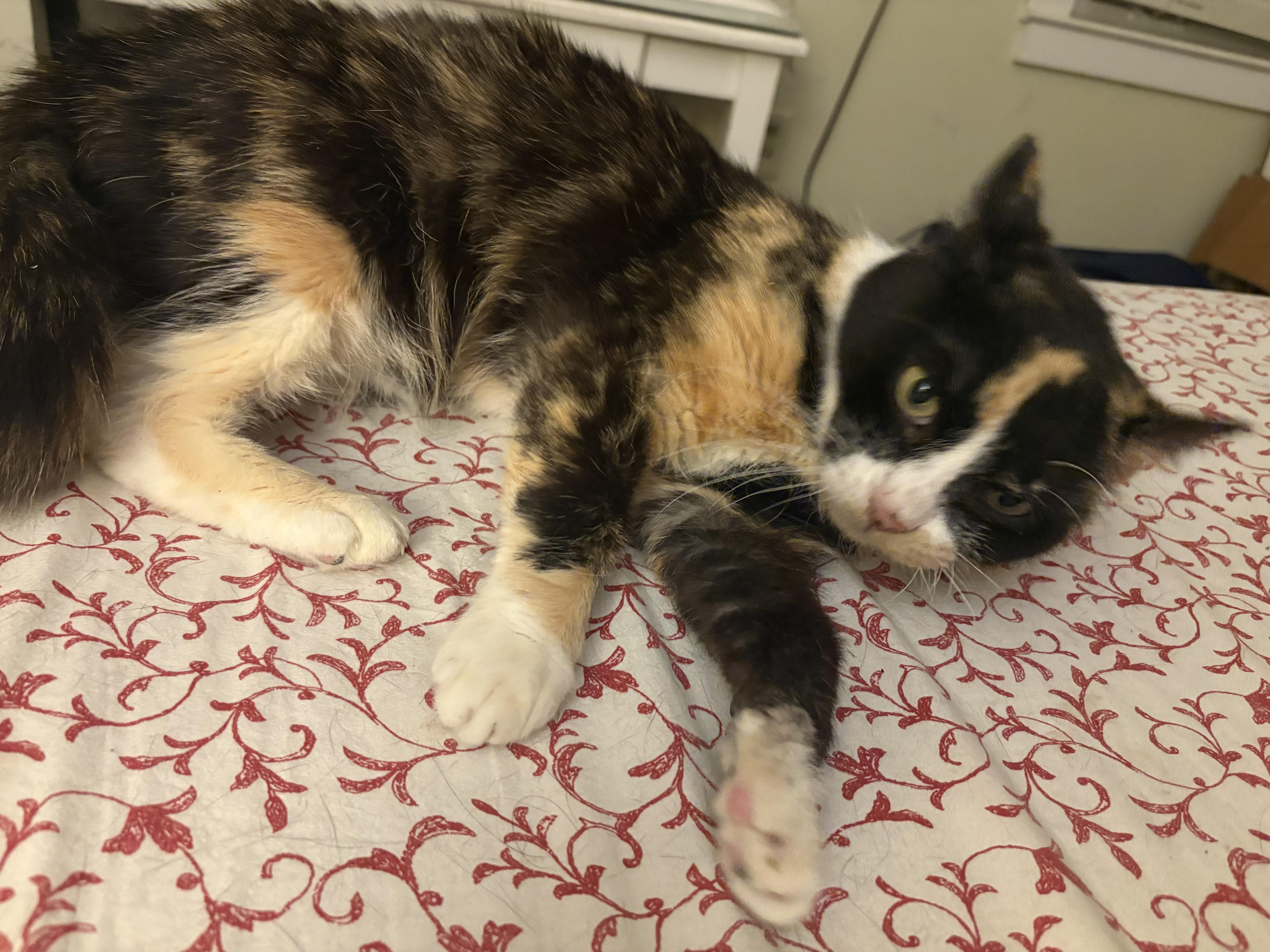 Enlarge Callie, a ADOPTABLE Domestic Short Hair in Temple, PA image 2/4