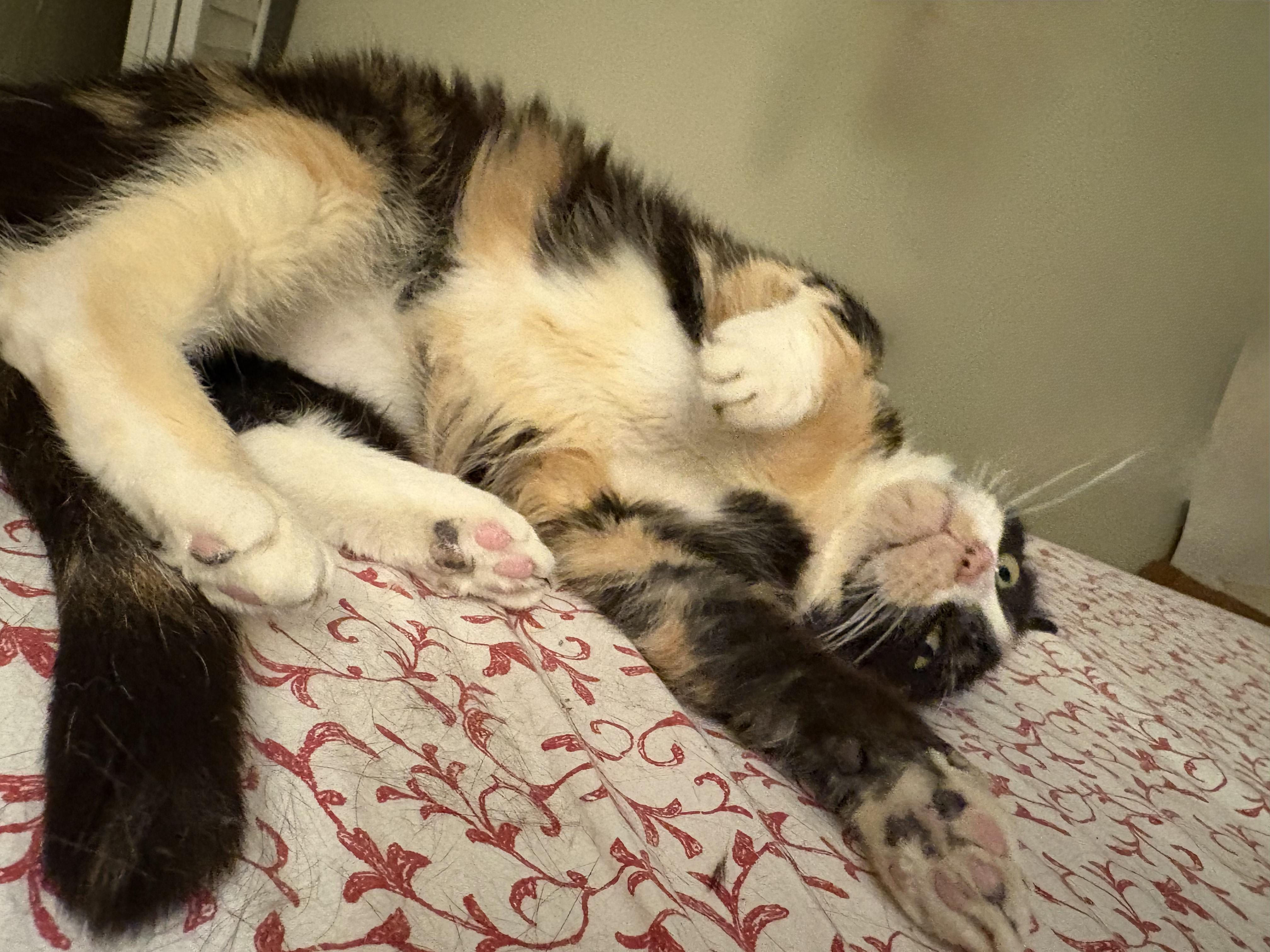 Enlarge Callie, a ADOPTABLE Domestic Short Hair in Temple, PA image 3/4