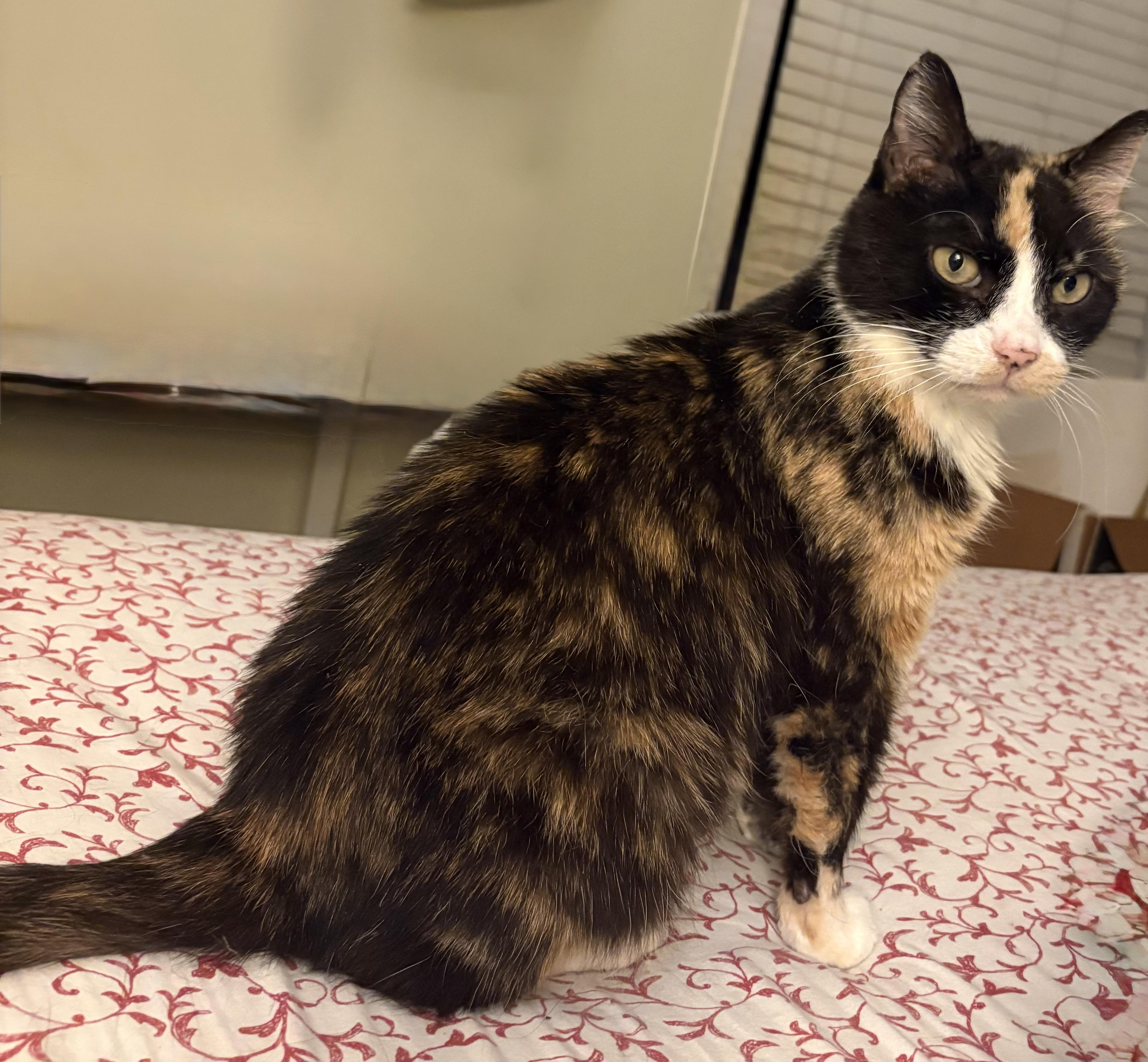 Enlarge Callie, a ADOPTABLE Domestic Short Hair in Temple, PA image 4/4