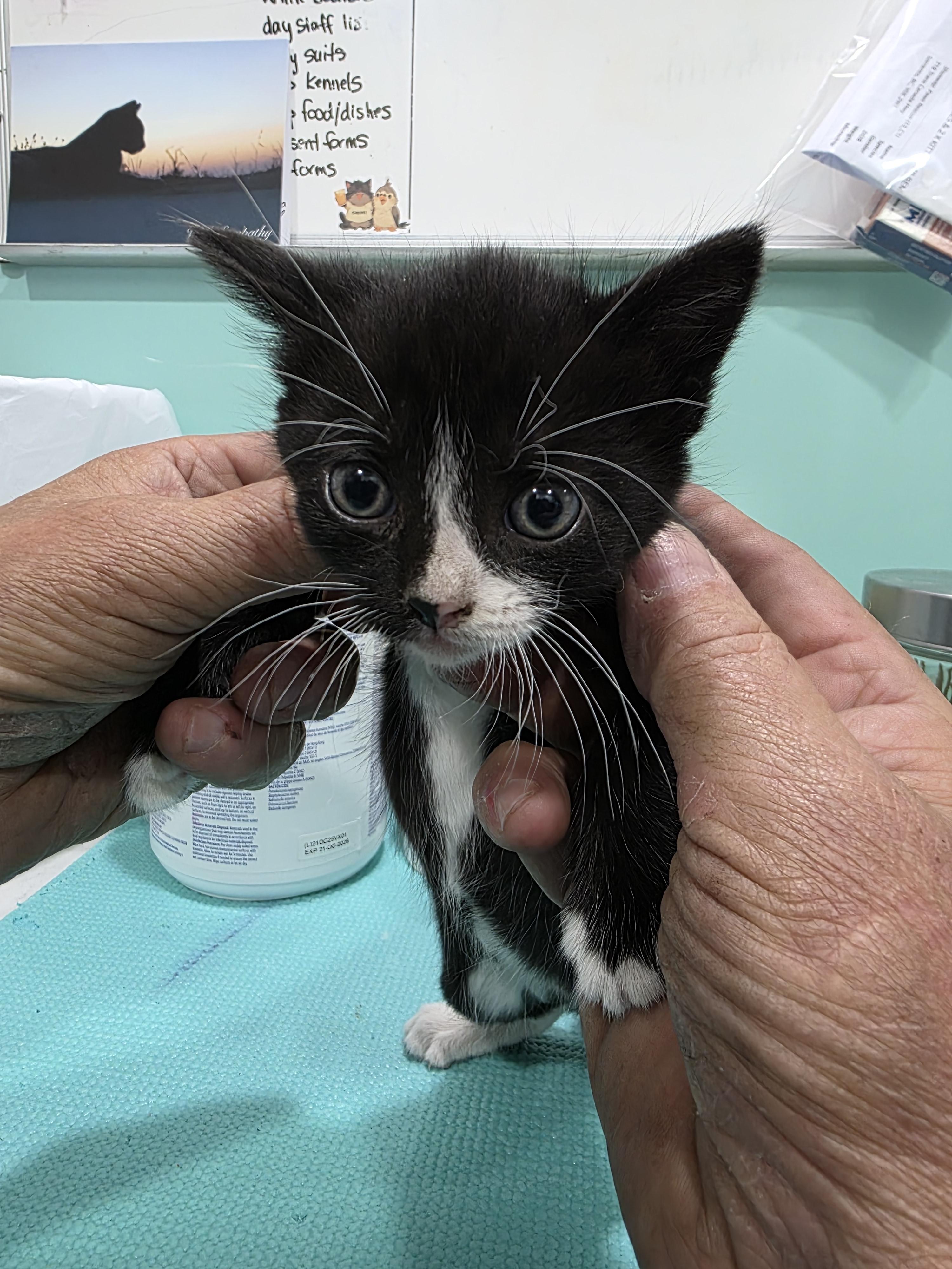Leia, Adoptable, Kitten Female Domestic Short Hair.
