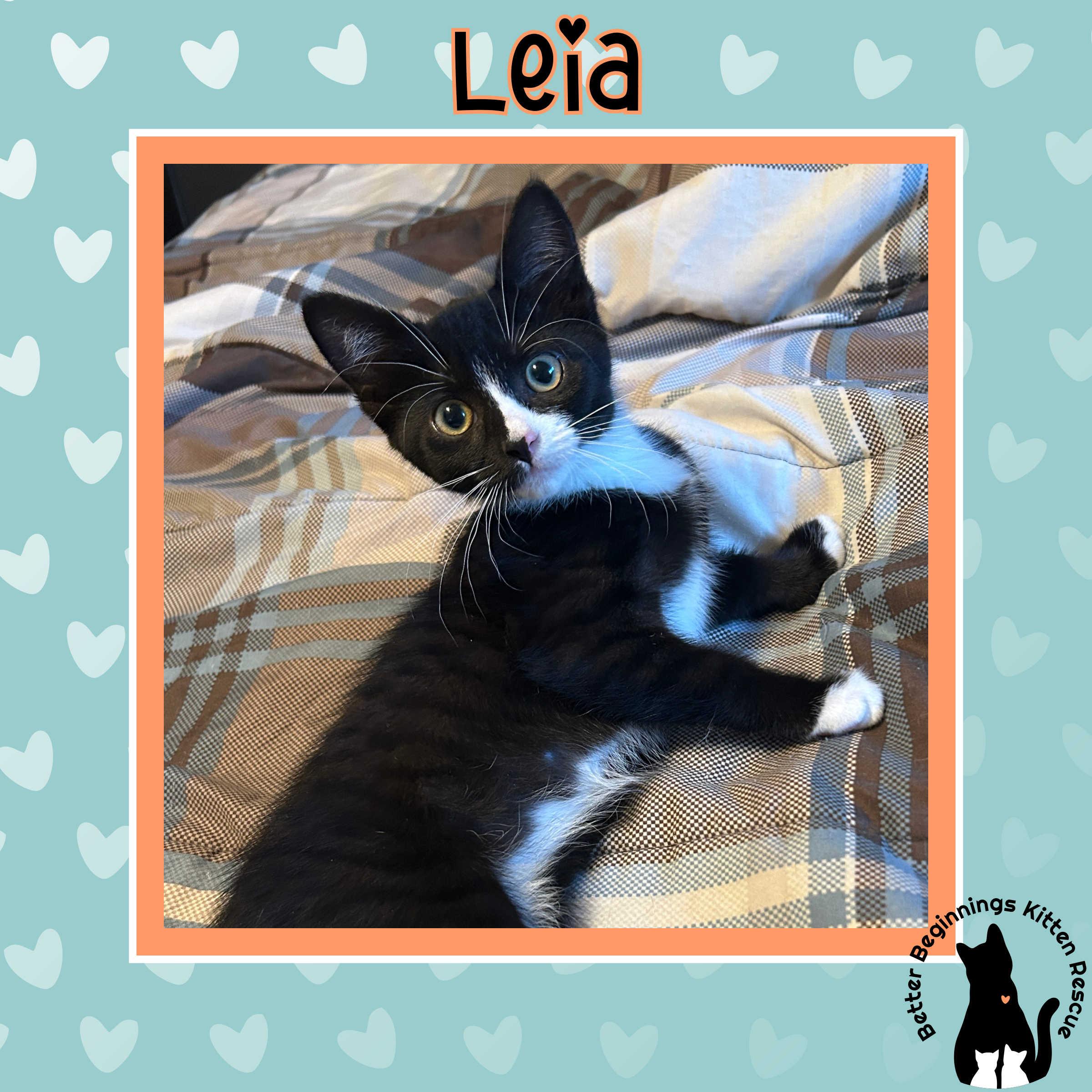 Leia, a Adoptable mixed breed in Kamloops, BC image 3/4