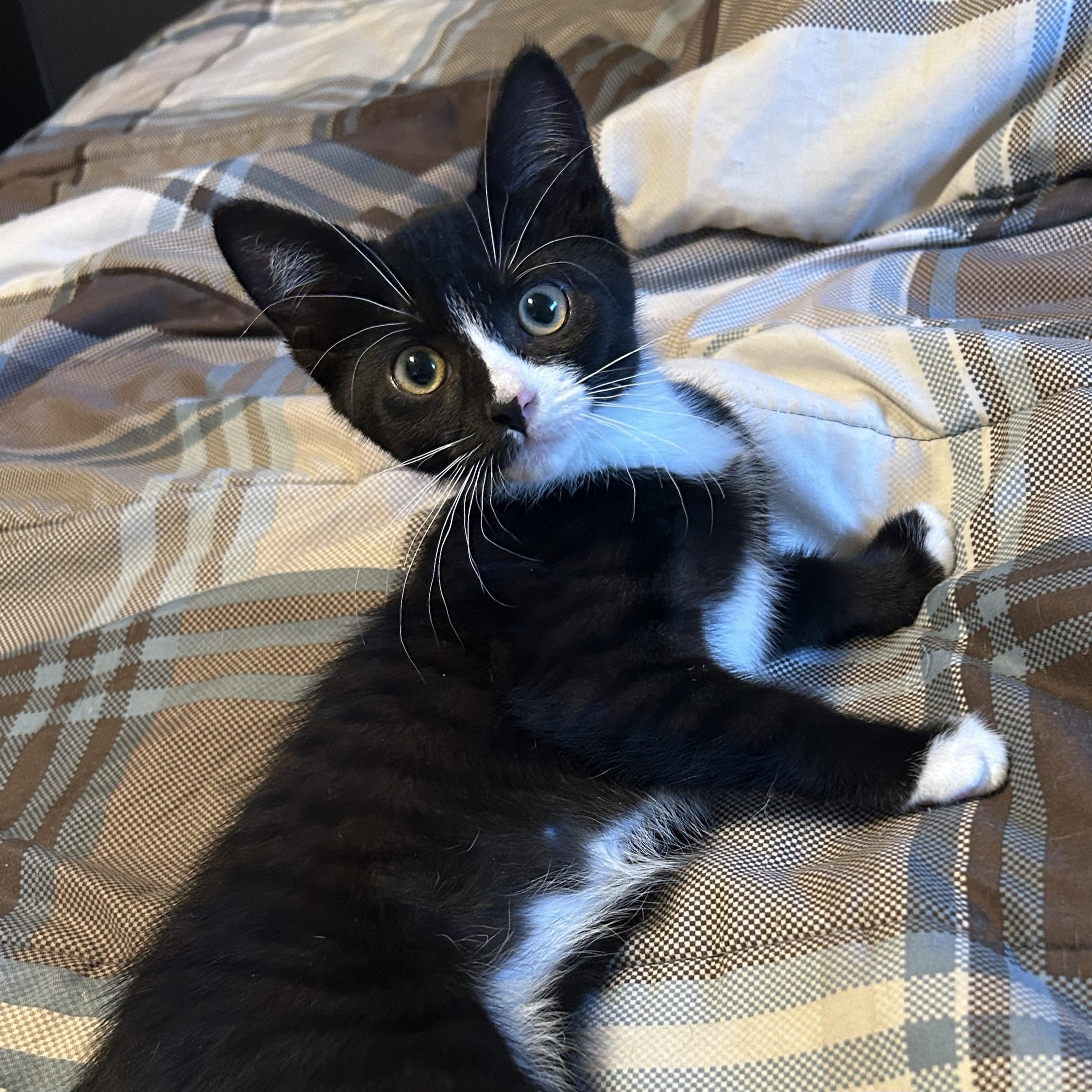 Leia, a Adoptable mixed breed in Kamloops, BC image 4/4