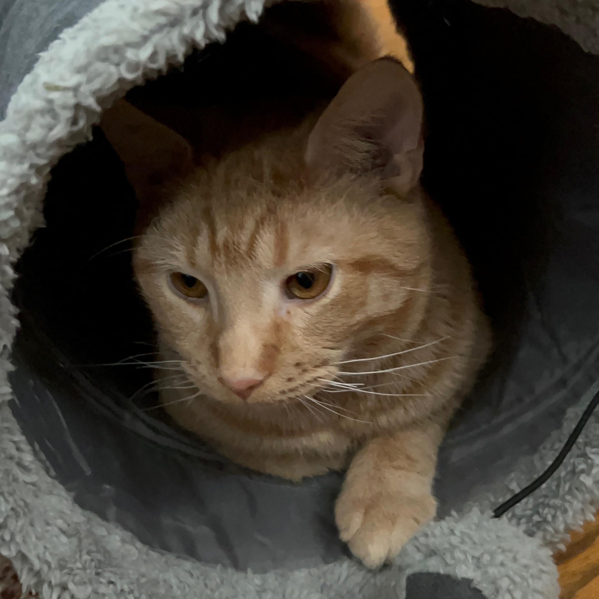 Enlarge Coonan, a ADOPTABLE Domestic Short Hair in Covington, KY image 5/5