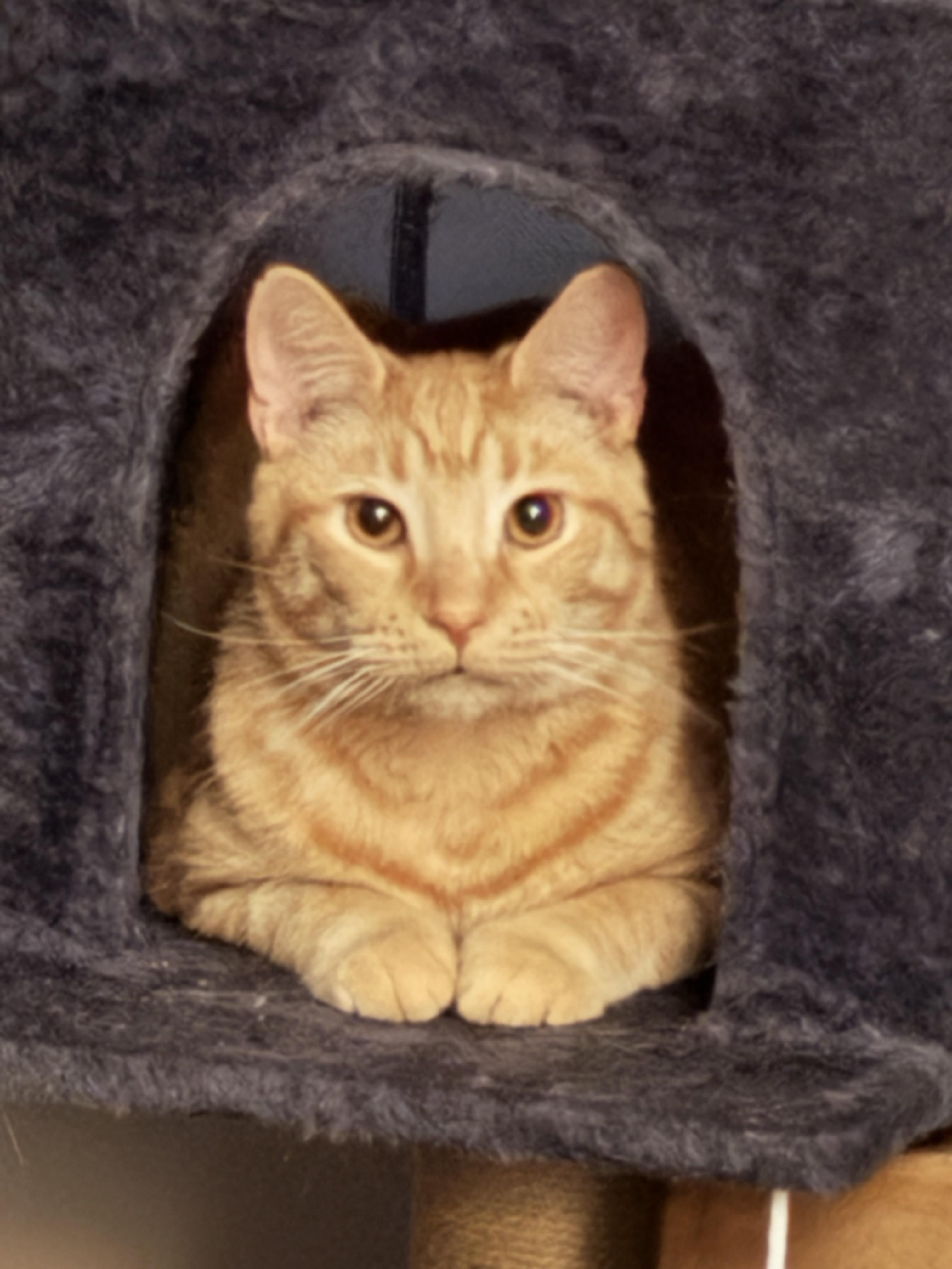 Enlarge Coonan, a ADOPTABLE Domestic Short Hair in Covington, KY image 2/5