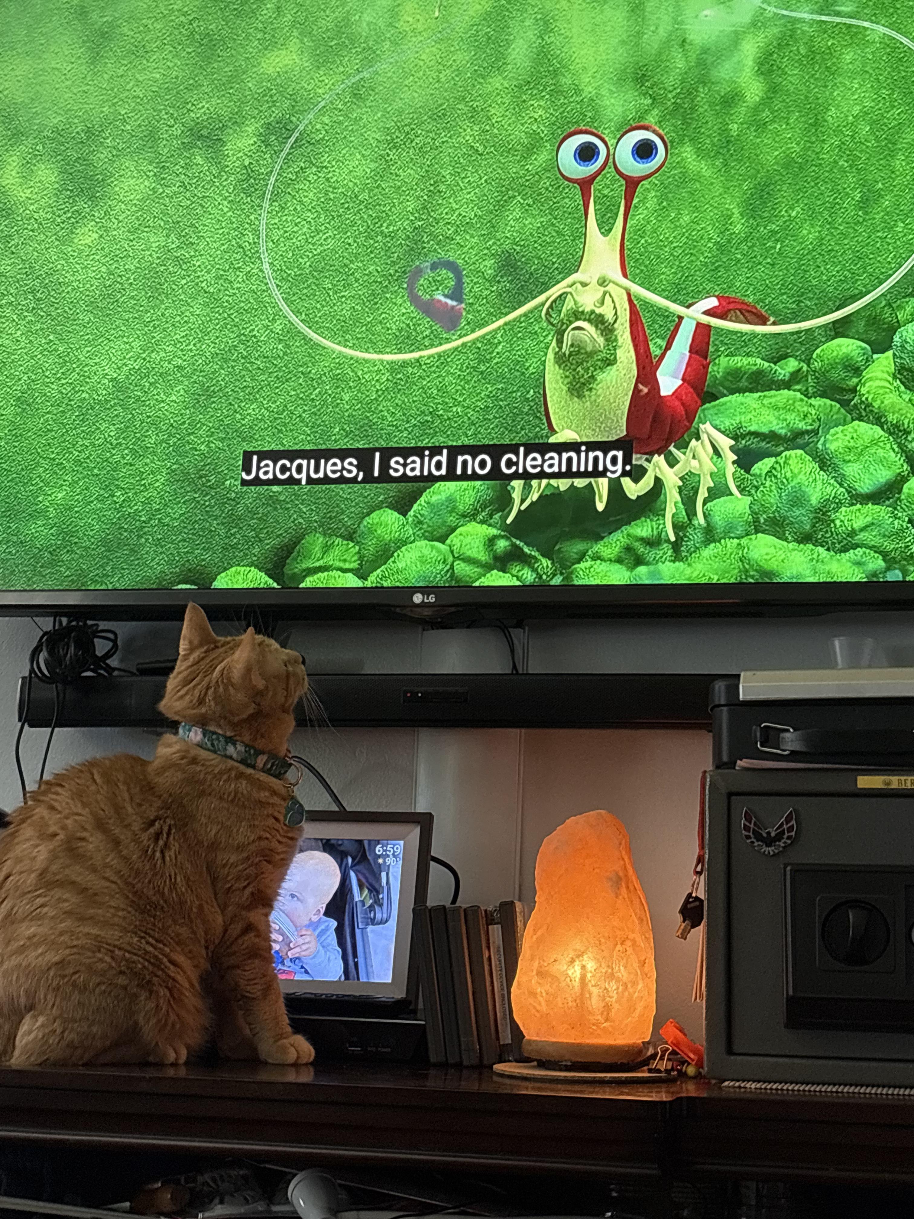 Enlarge Coonan, a ADOPTABLE Domestic Short Hair in Covington, KY image 4/5