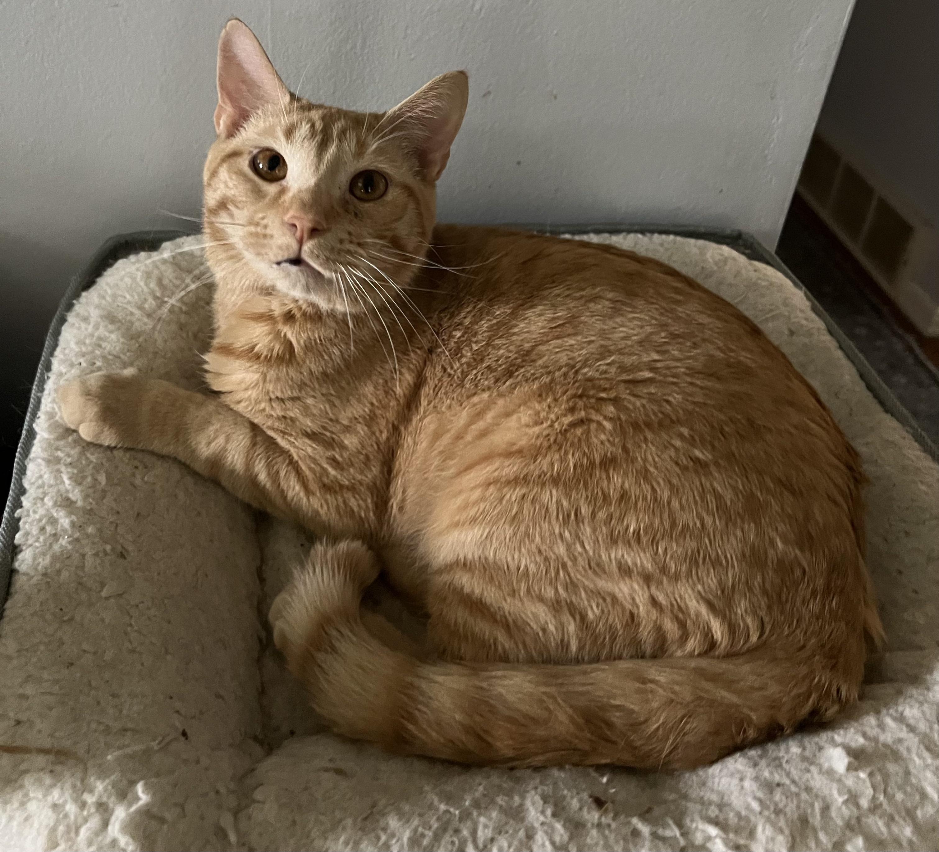 Enlarge Coonan, a ADOPTABLE Domestic Short Hair in Covington, KY image 1/5