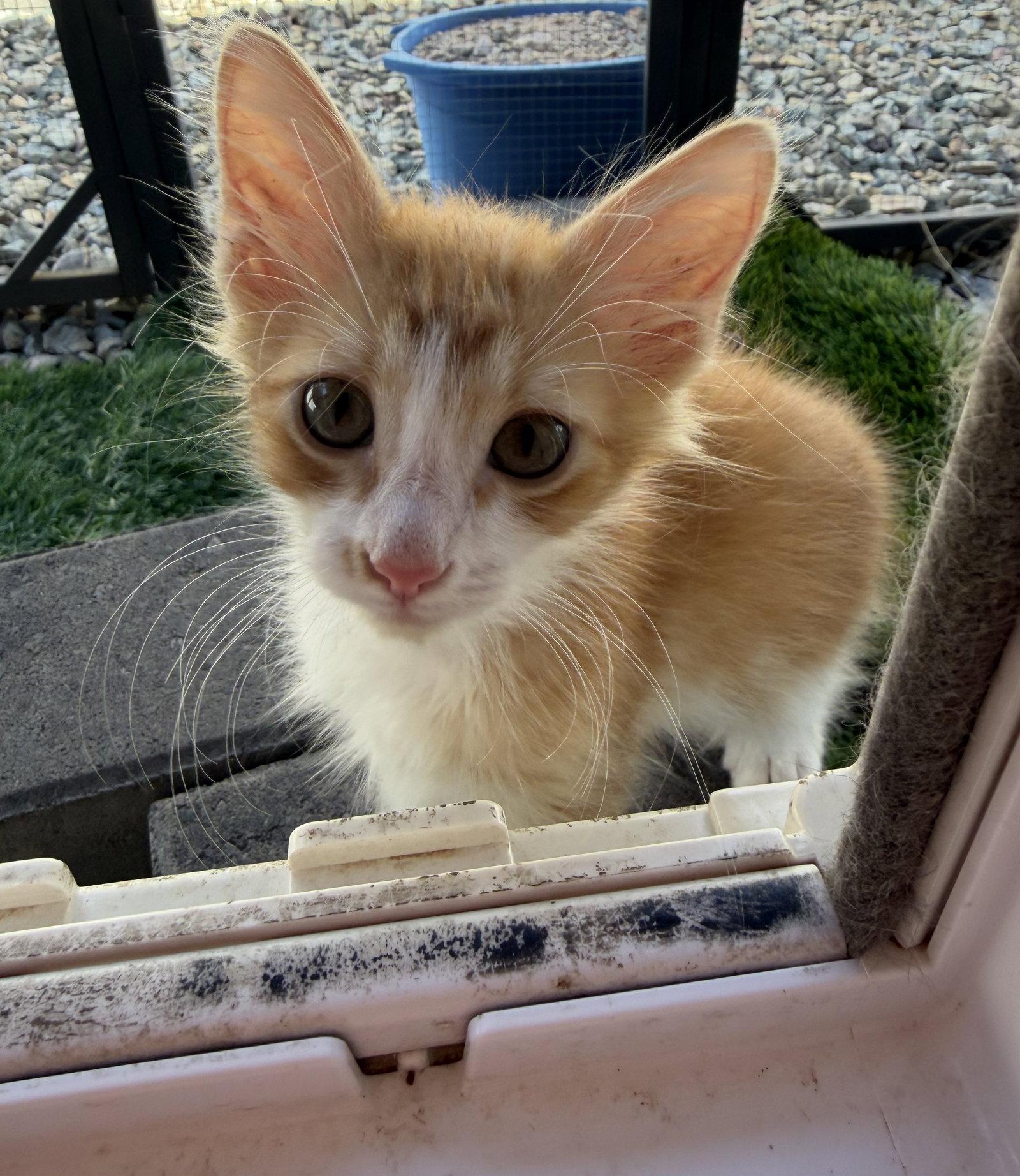 Woody, Adoptable, Kitten Male Domestic Short Hair.