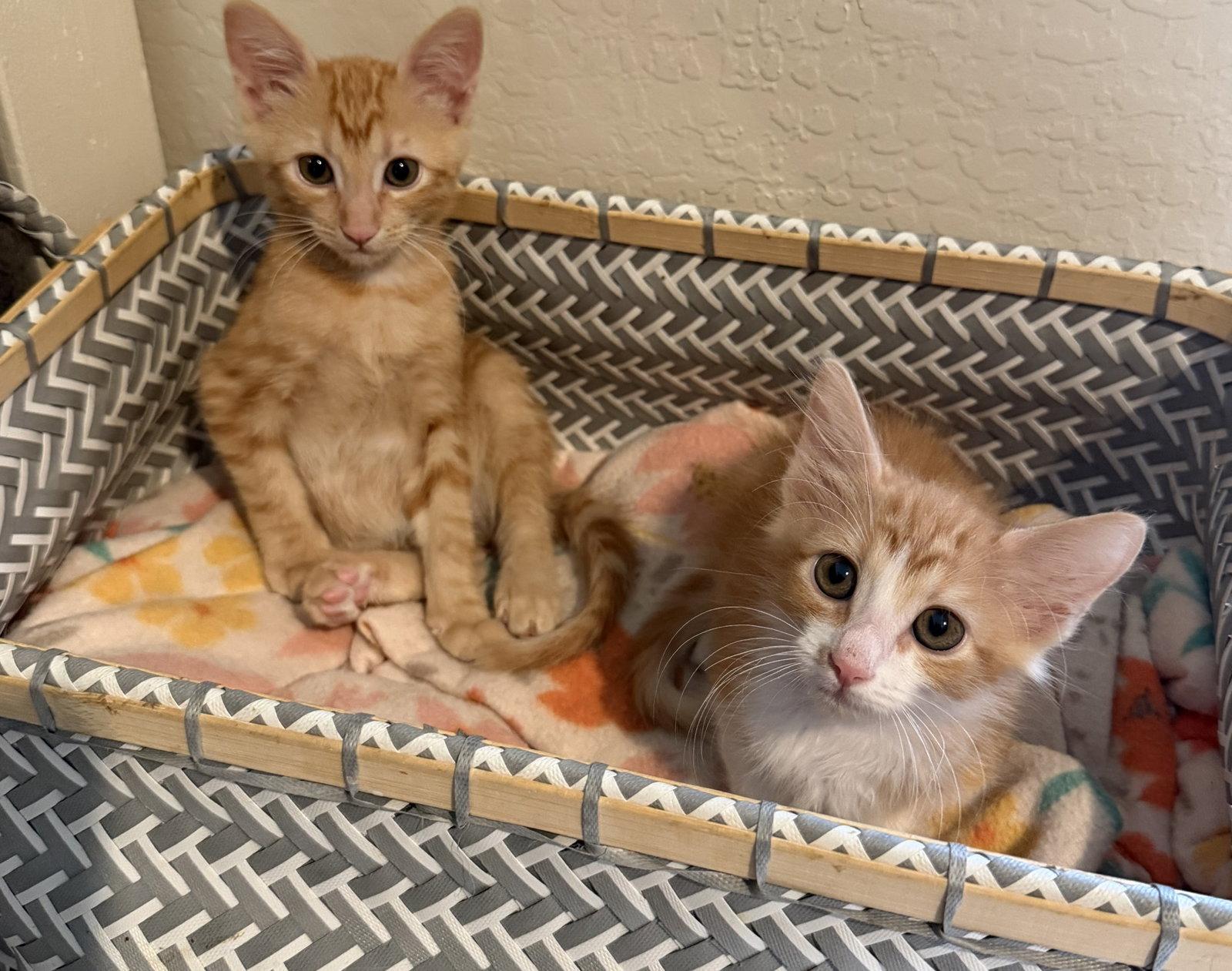 Enlarge Woody, a Adoptable Domestic Short Hair in Queen Creek, AZ image 3/3