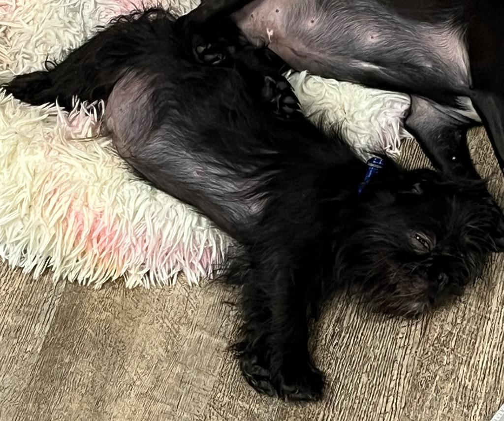 Freddie Pug, Adoptable, Puppy Male Pug & Shih Tzu.