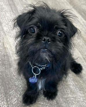 Freddie Pug, a Adoptable mixed breed in Lake Forest, CA image 2/3