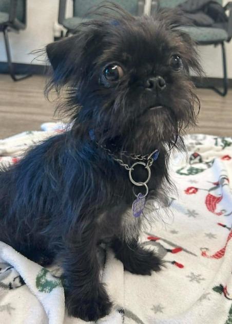 Freddie Pug, a Adoptable mixed breed in Lake Forest, CA image 3/3