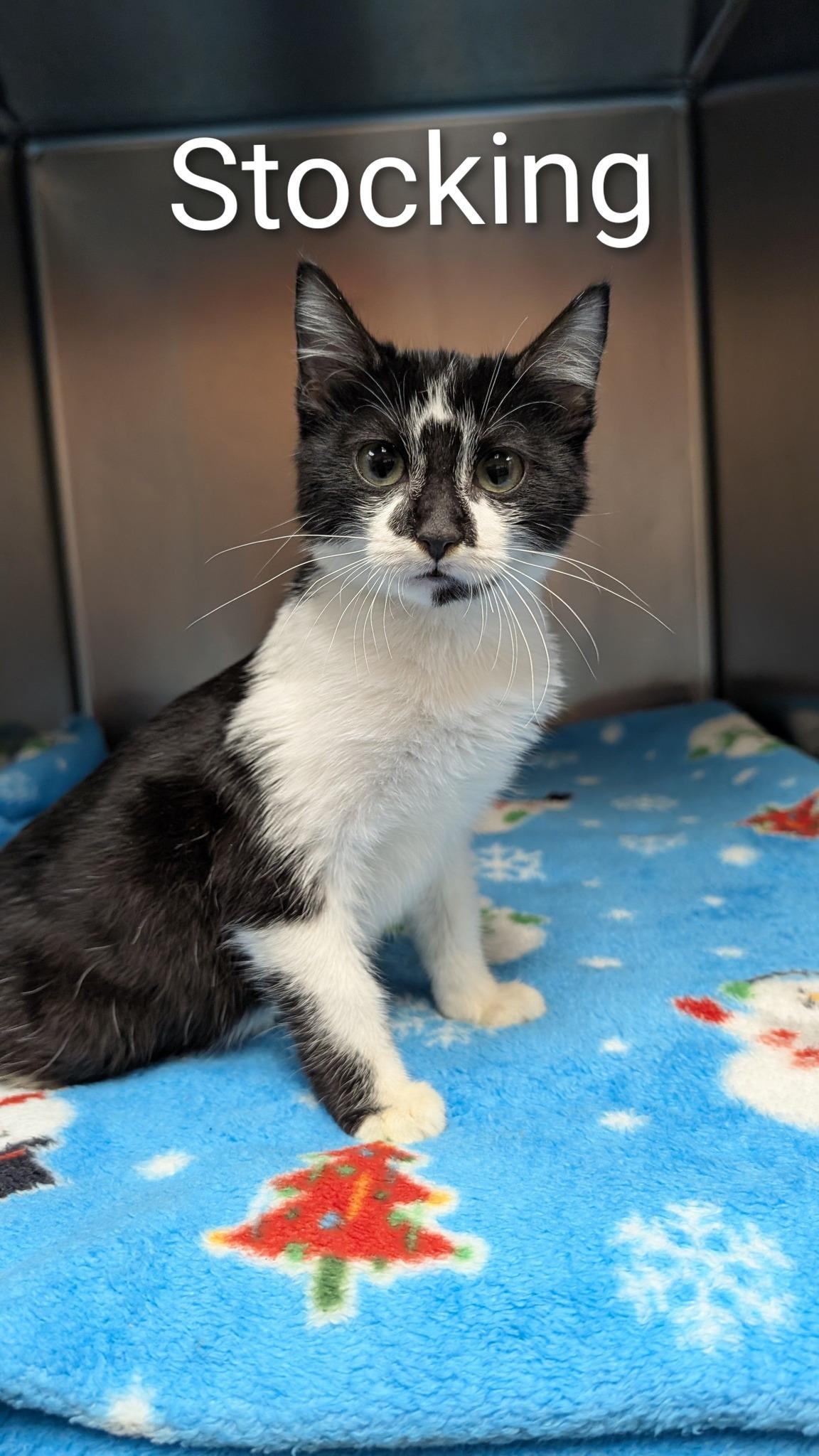 Enlarge Stocking, a ADOPTABLE Domestic Short Hair in Marion, MS image 1/1