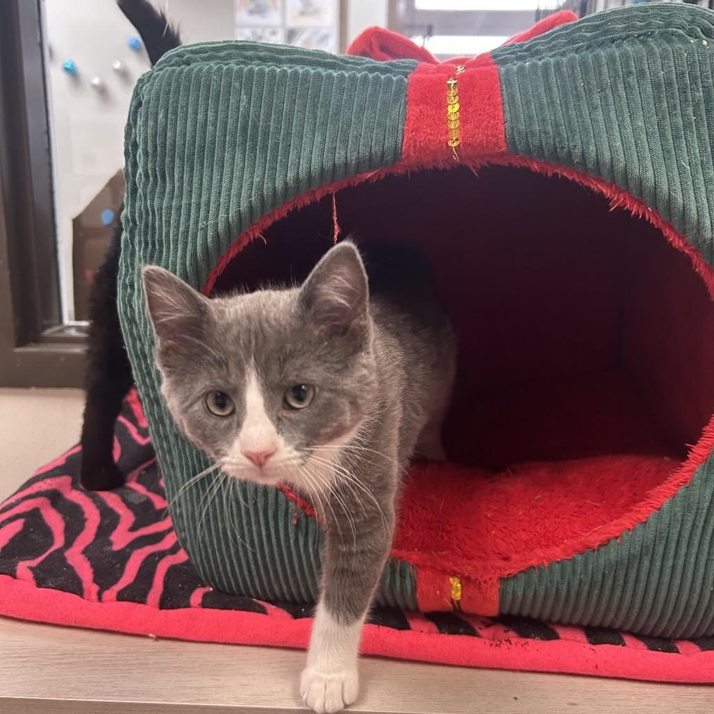 Yasha, Adoptable, Kitten Female Domestic Medium Hair.