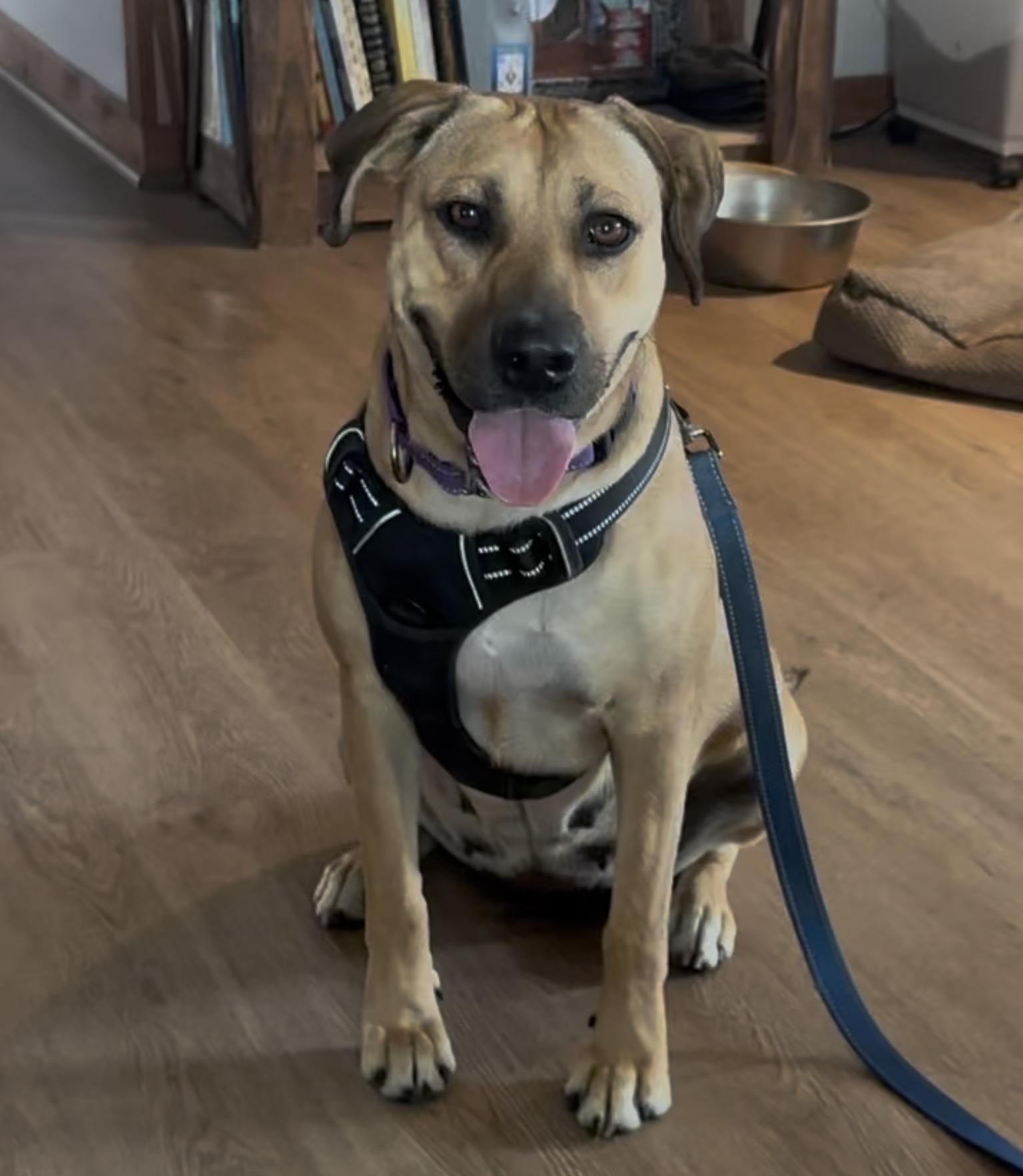 Enlarge Hazel, a Adoptable mixed breed in Houston, TX image 1/6