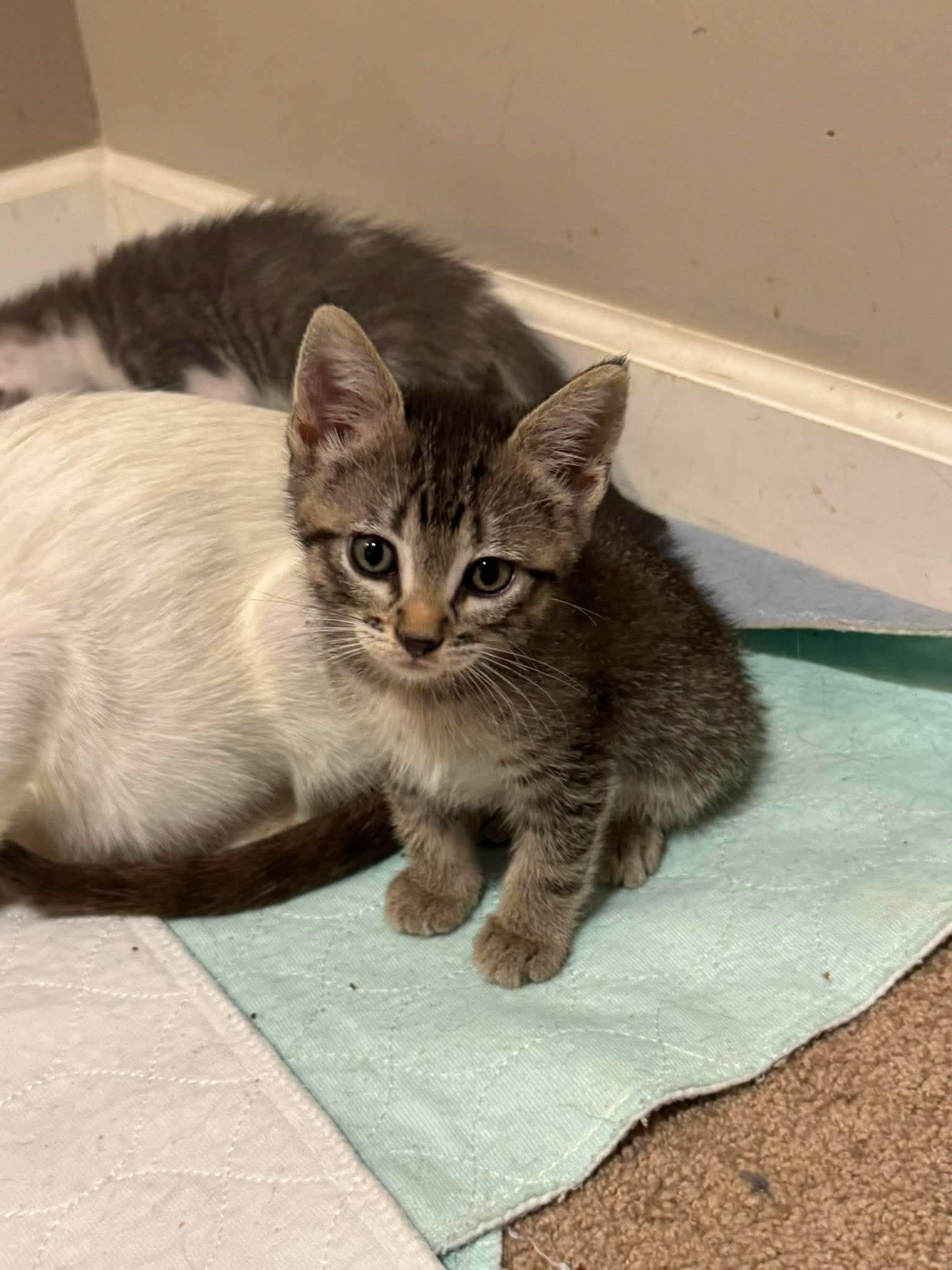 Rivet, Adoptable, Kitten Female Tabby & Domestic Short Hair.