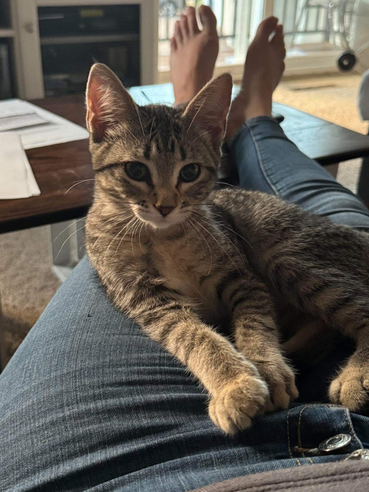 Rivet, Adoptable, Kitten Female Tabby & Domestic Short Hair.