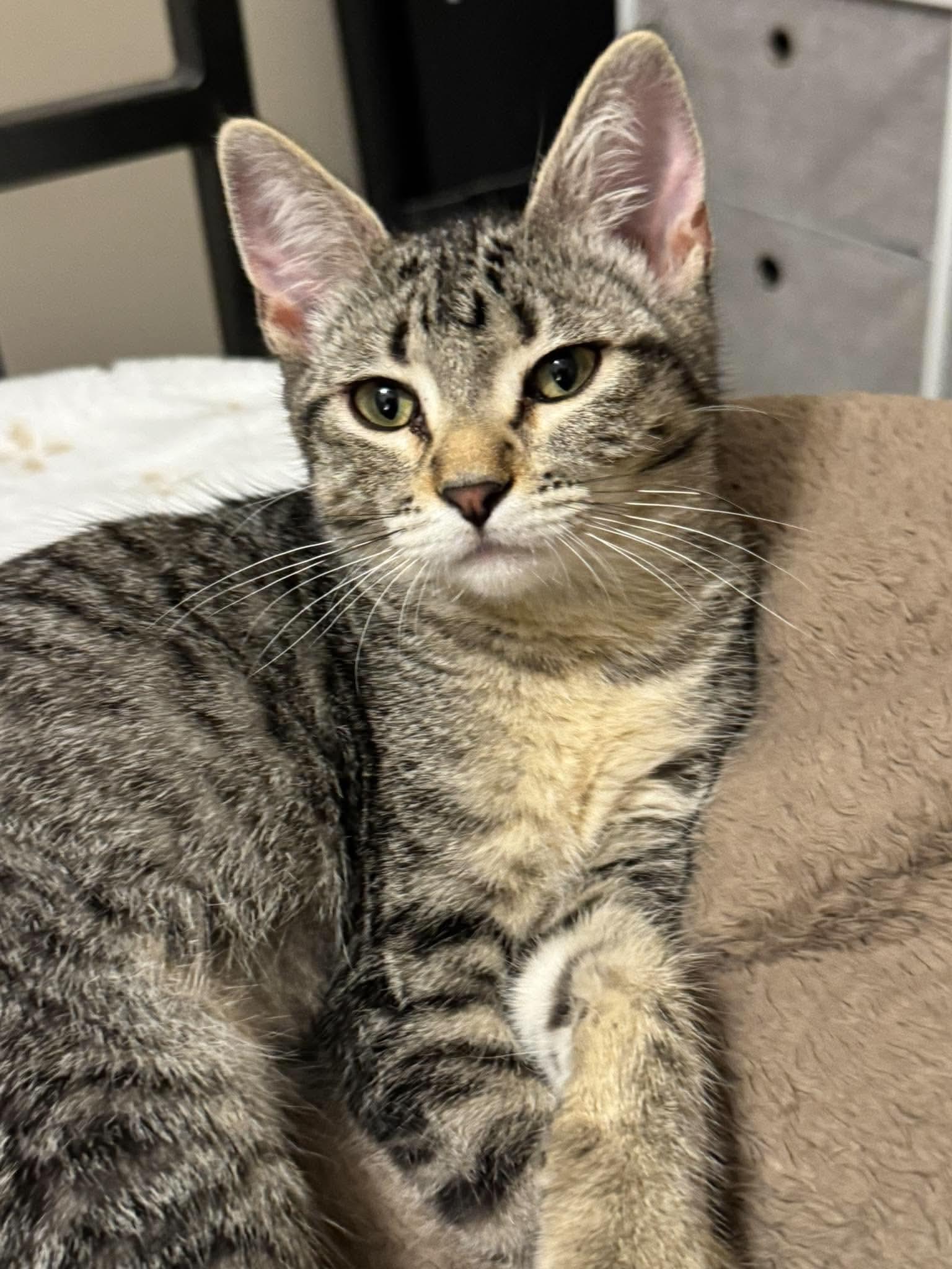 Enlarge Rivet, a Adoptable mixed breed in Minneapolis, MN image 3/3