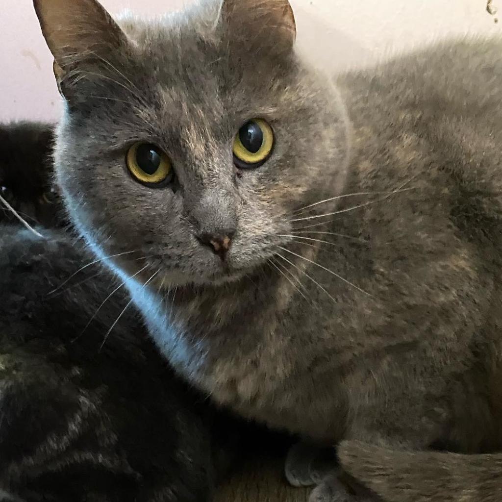 Violet, Adoptable, Senior Female Domestic Short Hair.