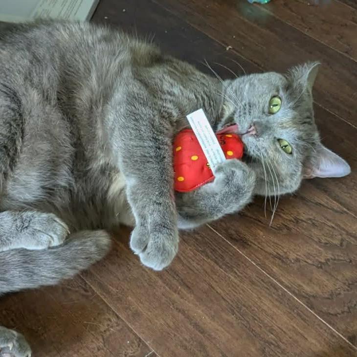 Enlarge Violet, a Adoptable Domestic Short Hair in Ephrata, PA image 2/6