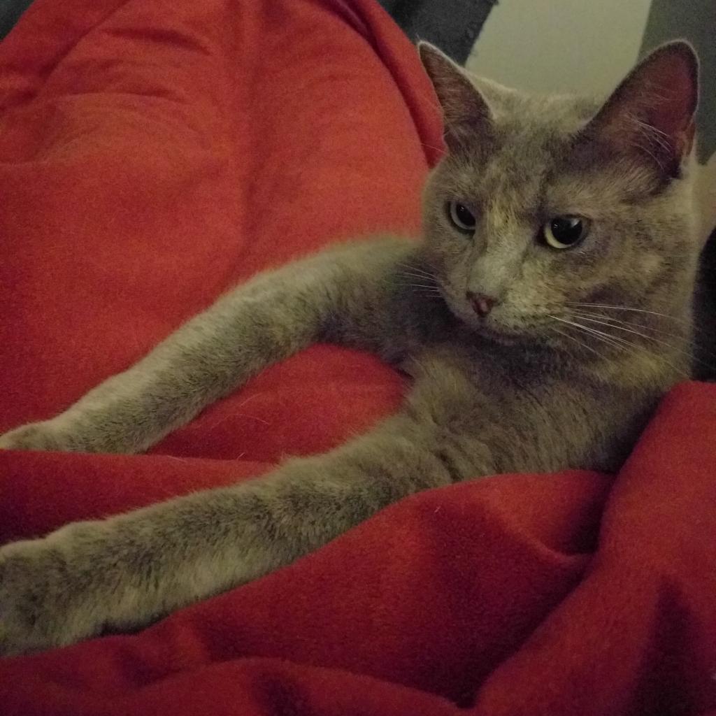 Enlarge Violet, a Adoptable Domestic Short Hair in Ephrata, PA image 3/6