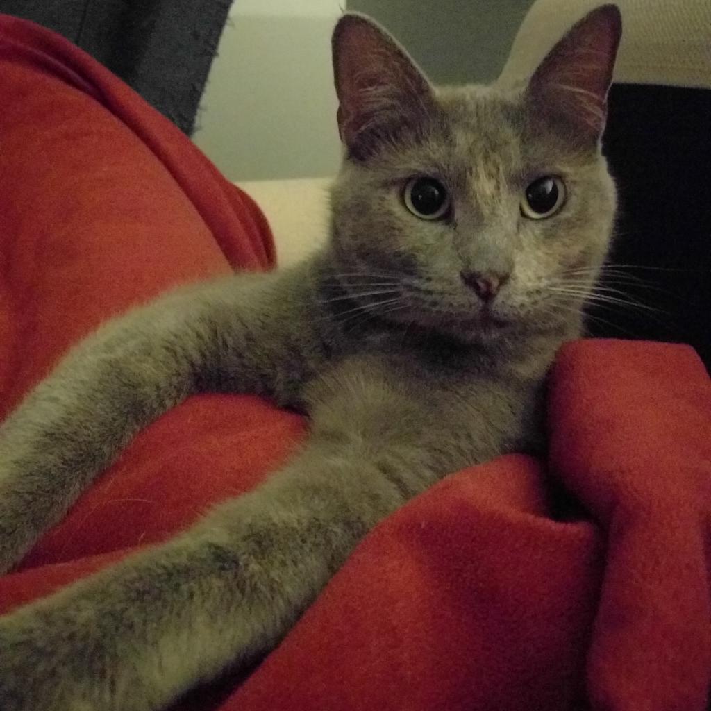 Enlarge Violet, a Adoptable Domestic Short Hair in Ephrata, PA image 4/6