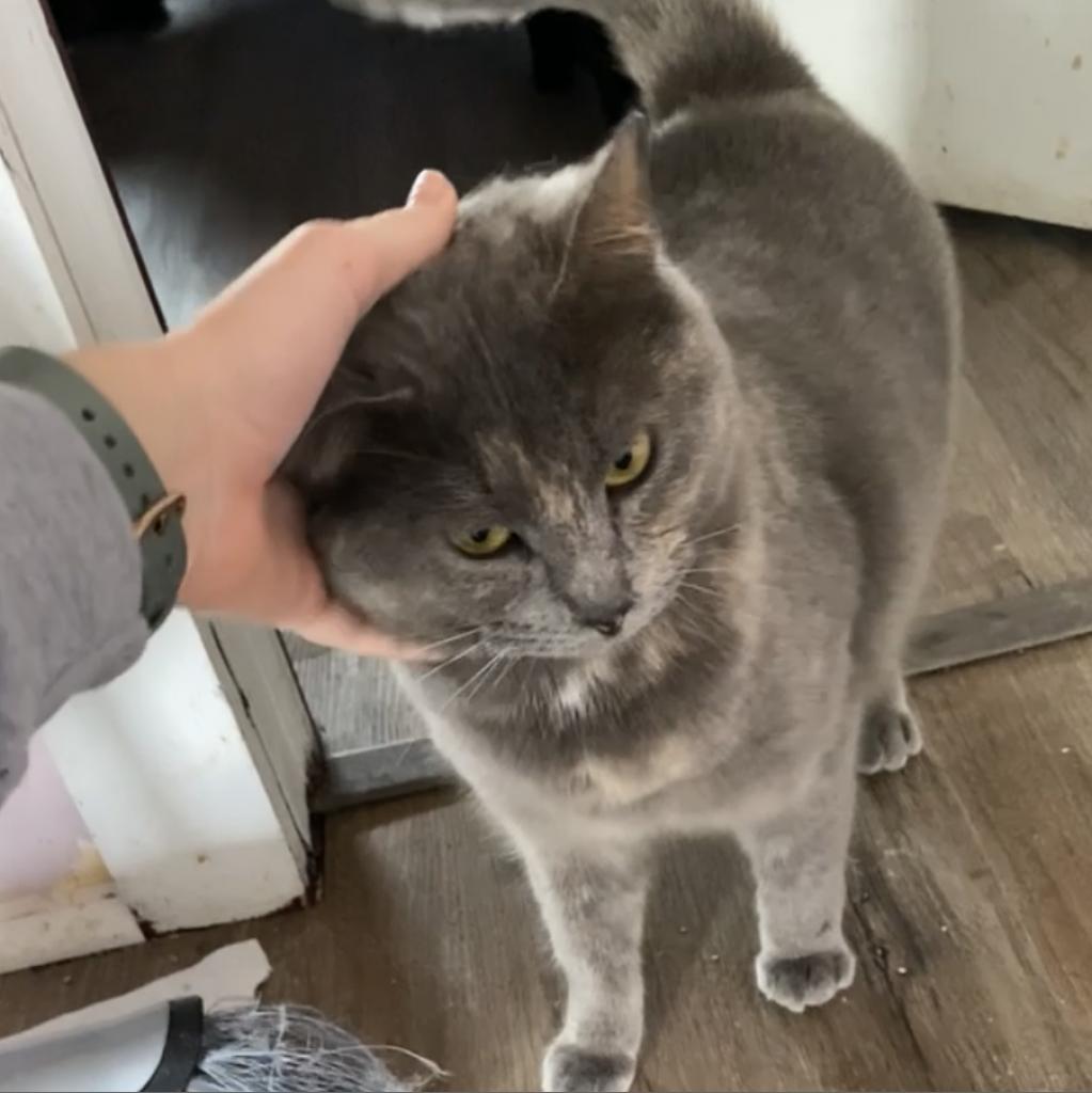 Enlarge Violet, a Adoptable Domestic Short Hair in Ephrata, PA image 6/6