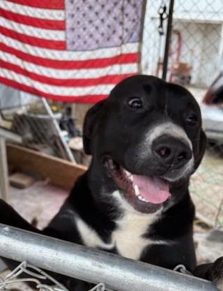 Enlarge Paddles, a ADOPTABLE mixed breed in Pasco, WA image 1/6