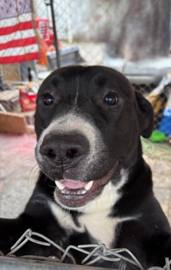 Enlarge Paddles, a ADOPTABLE mixed breed in Pasco, WA image 6/6