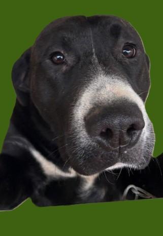 Enlarge Paddles, a ADOPTABLE mixed breed in Pasco, WA image 3/6