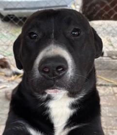 Enlarge Paddles, a ADOPTABLE mixed breed in Pasco, WA image 4/6