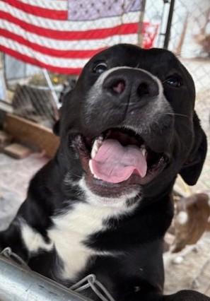 Enlarge Paddles, a ADOPTABLE mixed breed in Pasco, WA image 5/6