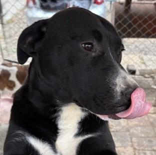 Enlarge Paddles, a ADOPTABLE mixed breed in Pasco, WA image 2/6