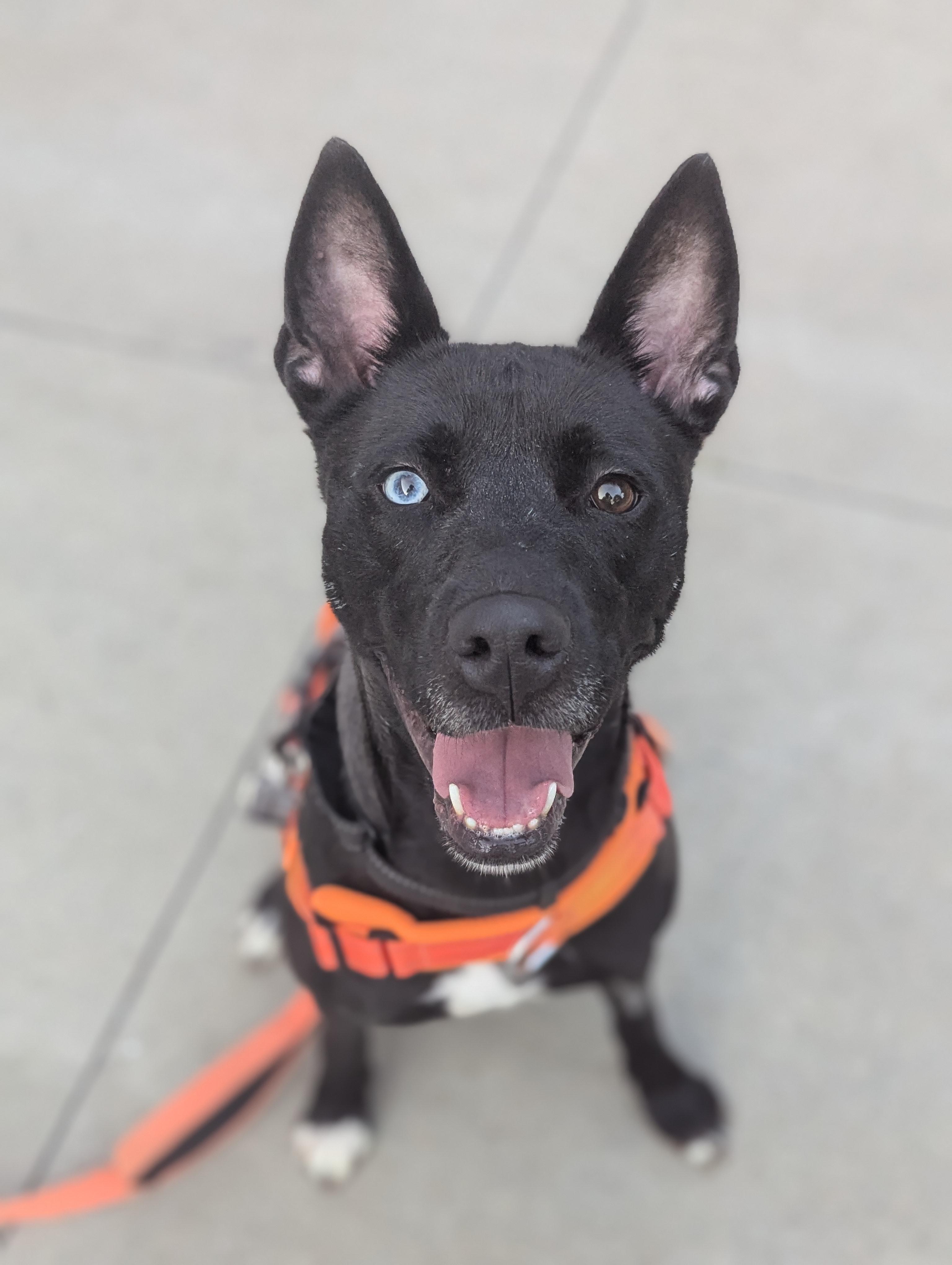Enlarge Kaia, a ADOPTABLE Mixed Breed in Stratford, CT image 1/3