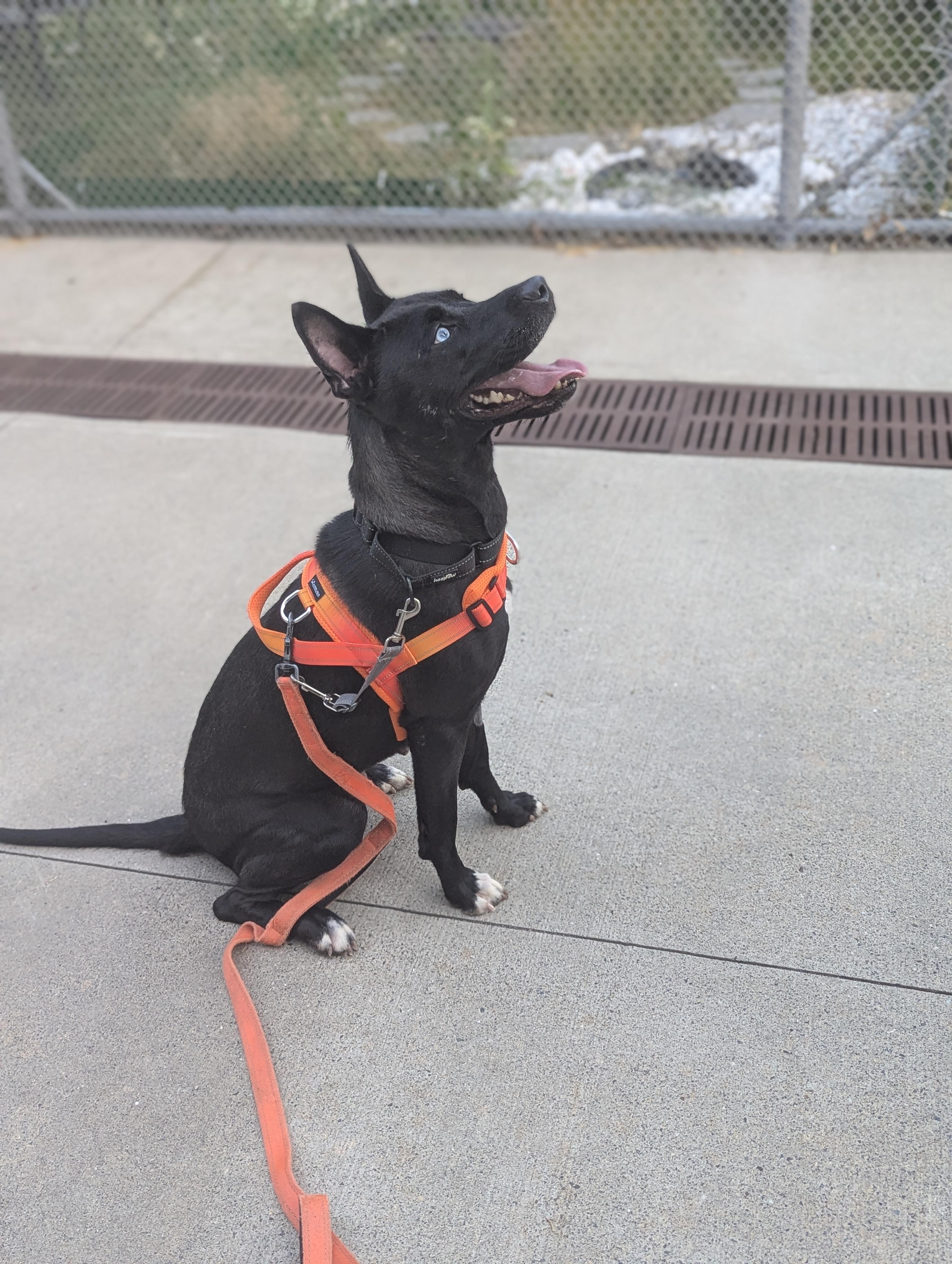 Enlarge Kaia, a ADOPTABLE Mixed Breed in Stratford, CT image 2/3
