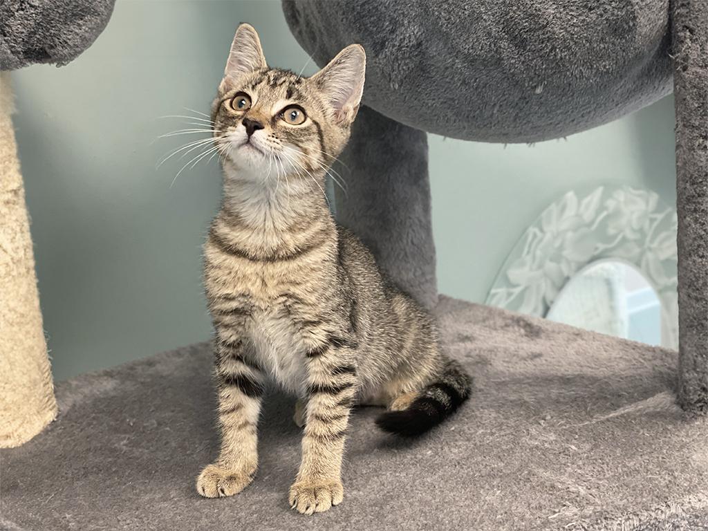 Kitzy, a ADOPTABLE Domestic Short Hair in Charles Town, WV image 2/3