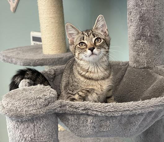 Kitzy, a ADOPTABLE Domestic Short Hair in Charles Town, WV image 3/3