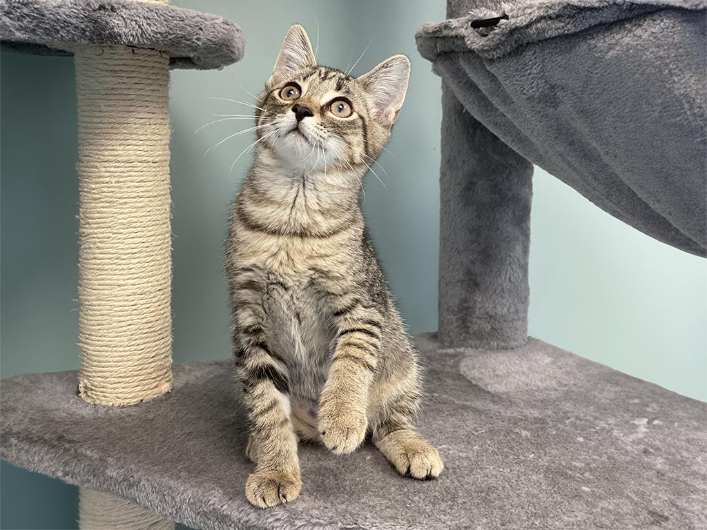 Kitzy, ADOPTABLE, Kitten Female Domestic Short Hair.