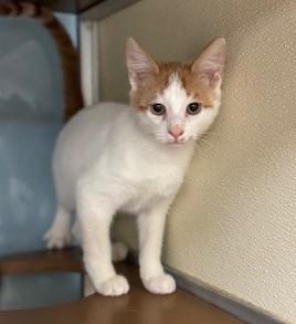 Enlarge Gumdrop, a ADOPTABLE Domestic Short Hair in thomson, GA image 1/1