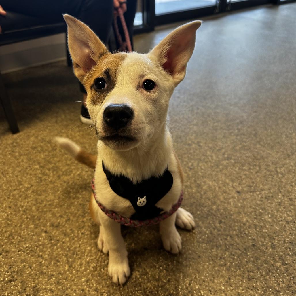 Pam, Adoptable, Puppy Female Mixed Breed.