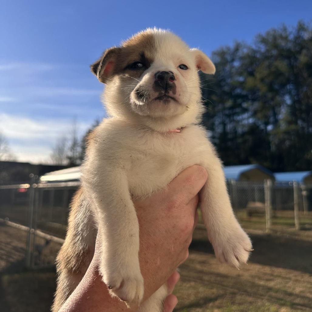 Enlarge Pam, a Adoptable Mixed Breed in Blue Ridge, GA image 2/4