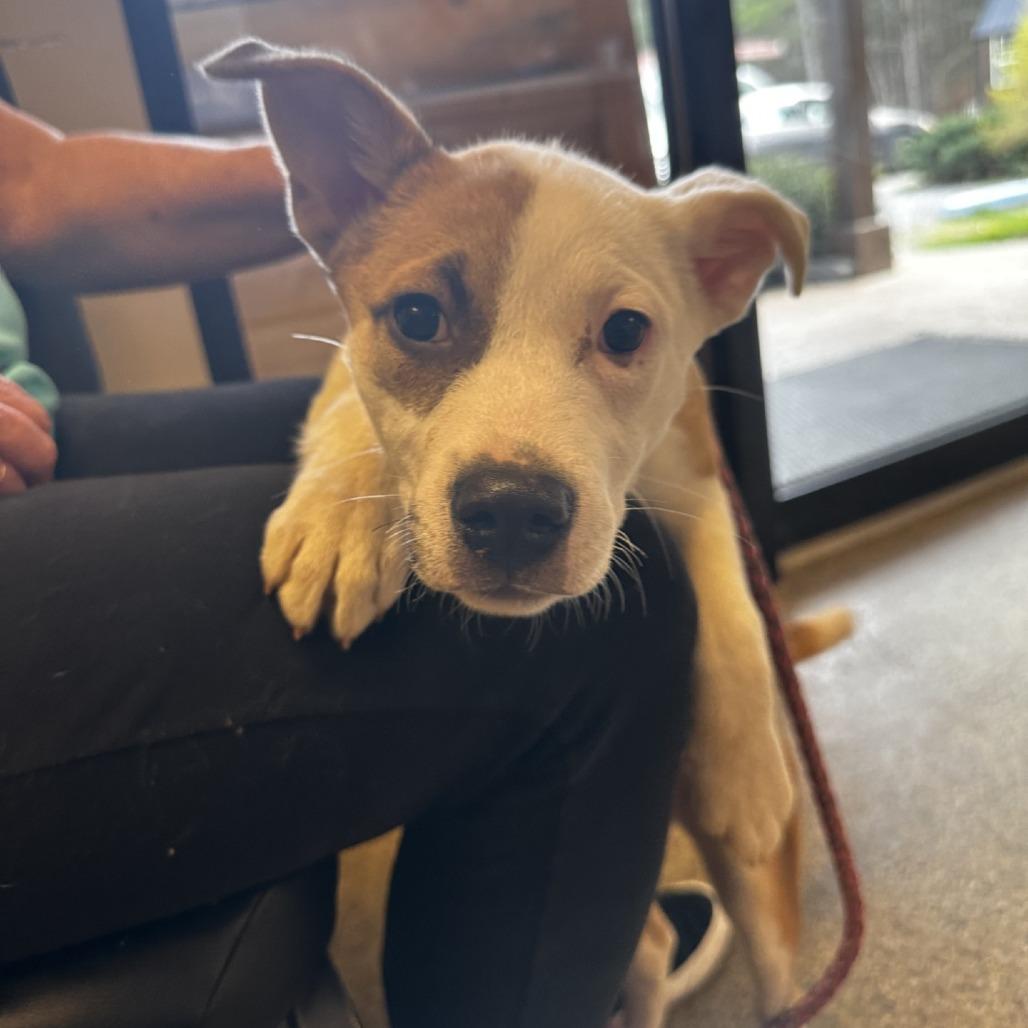 Enlarge Pam, a Adoptable Mixed Breed in Blue Ridge, GA image 3/4