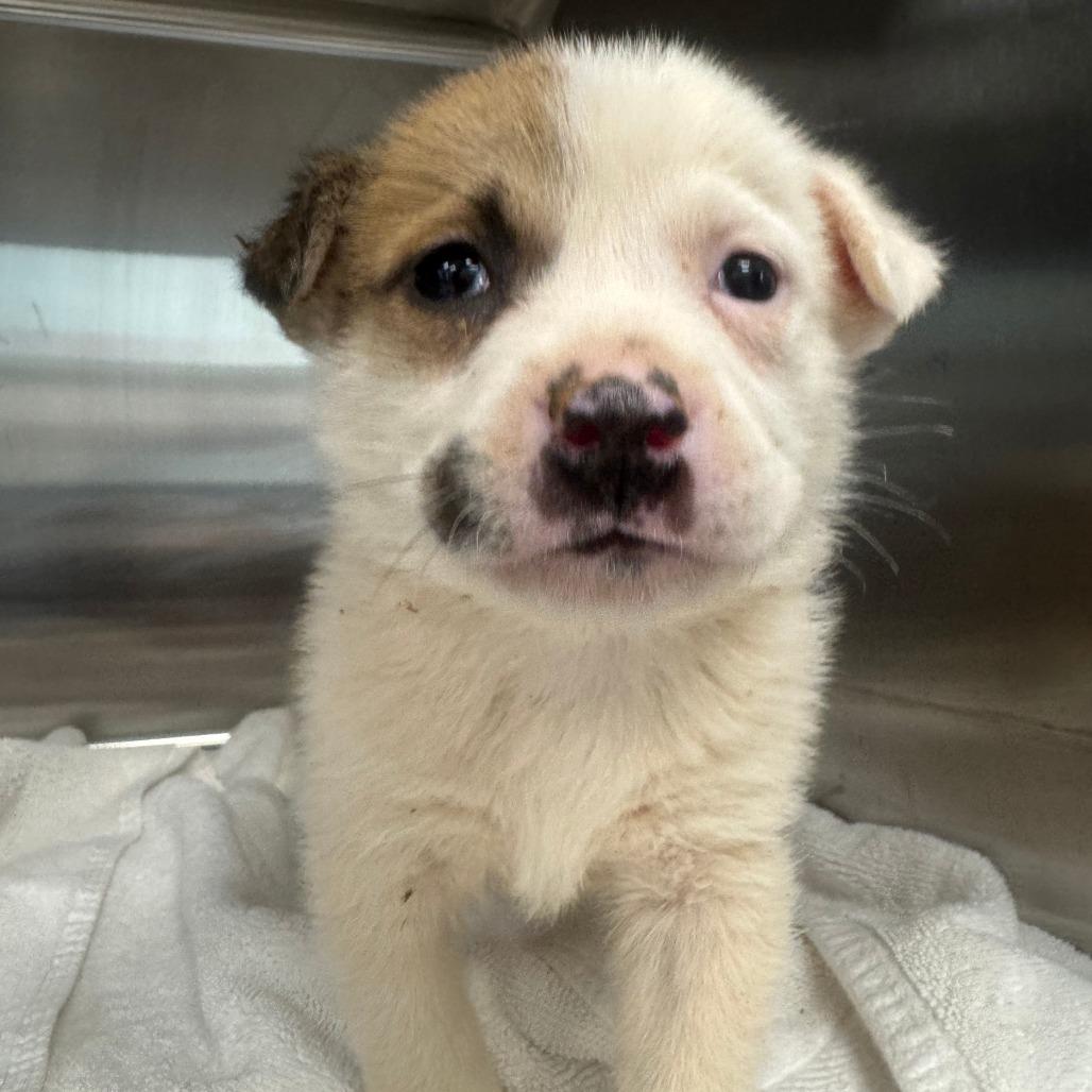 Enlarge Pam, a Adoptable Mixed Breed in Blue Ridge, GA image 4/4