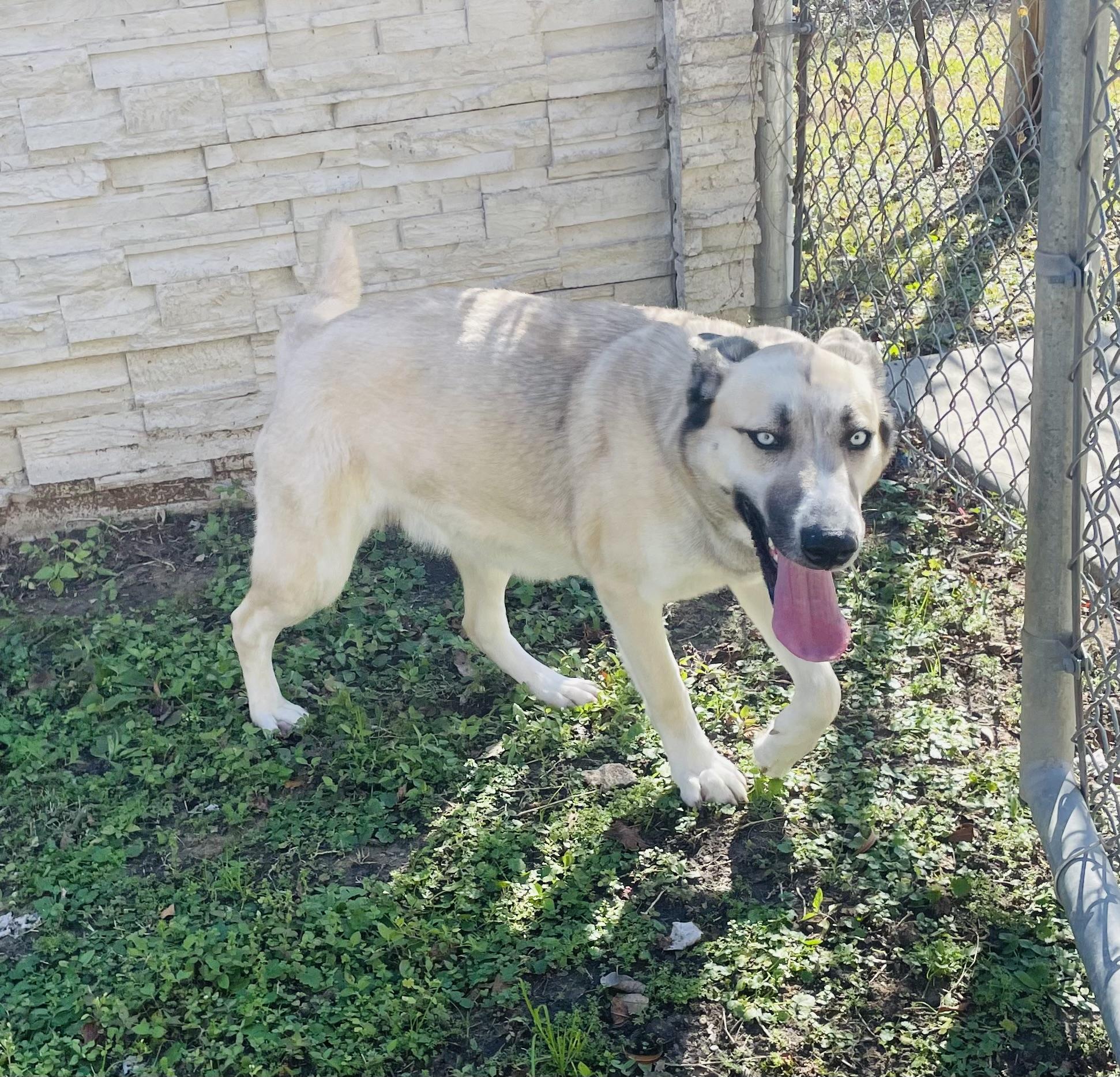 Enlarge Lyla, a Adoptable mixed breed in Seabrook, TX image 5/6